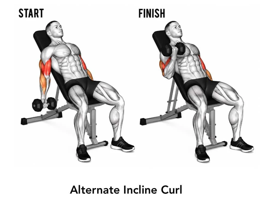 Illustration of a man performing an alternating incline curl exercise with dumbbells, starting on the left and finishing on the right, seated on an incline bench, highlighting arm muscle engagement.