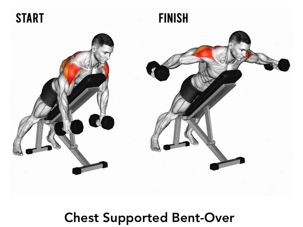 Illustration of a man performing a chest supported bent-over dumbbell exercise, starting with the dumbbells lowered and ending with the dumbbells raised to shoulder level, highlighting the shoulder and upper back muscles.