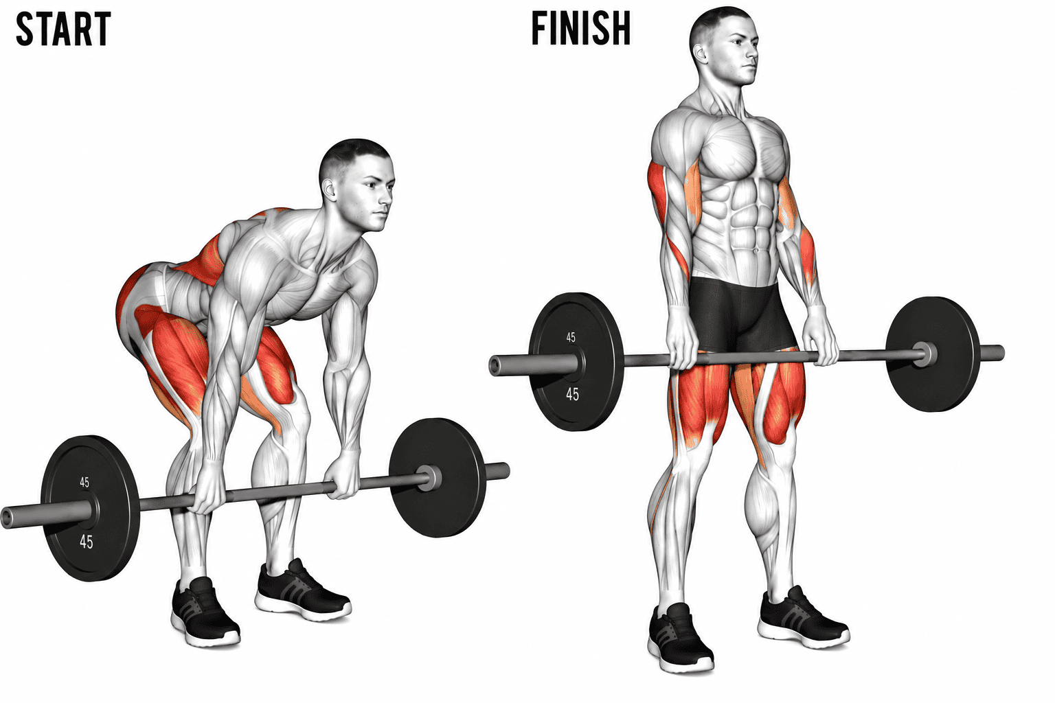 Comparison of a person performing a deadlift in a starting position and at the finish with muscles highlighted.