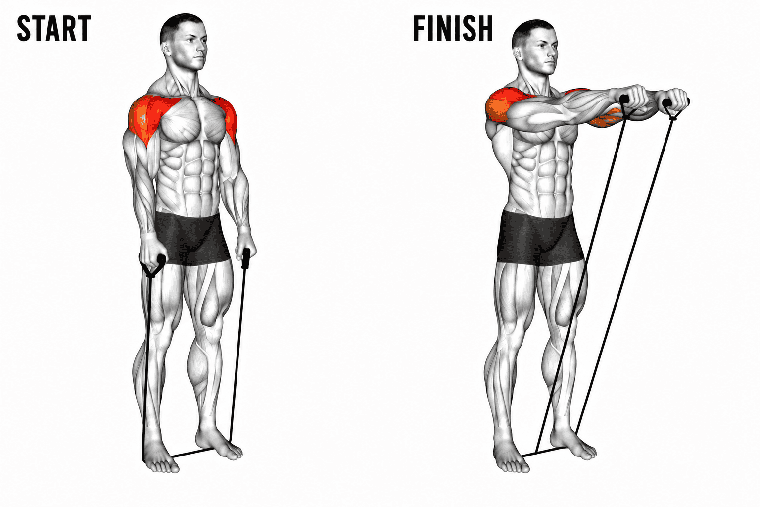 Illustration showing a man performing a banded front raise, starting in a relaxed position with arms down and ending with arms extended forward holding resistance bands, highlighting shoulder muscle engagement.
