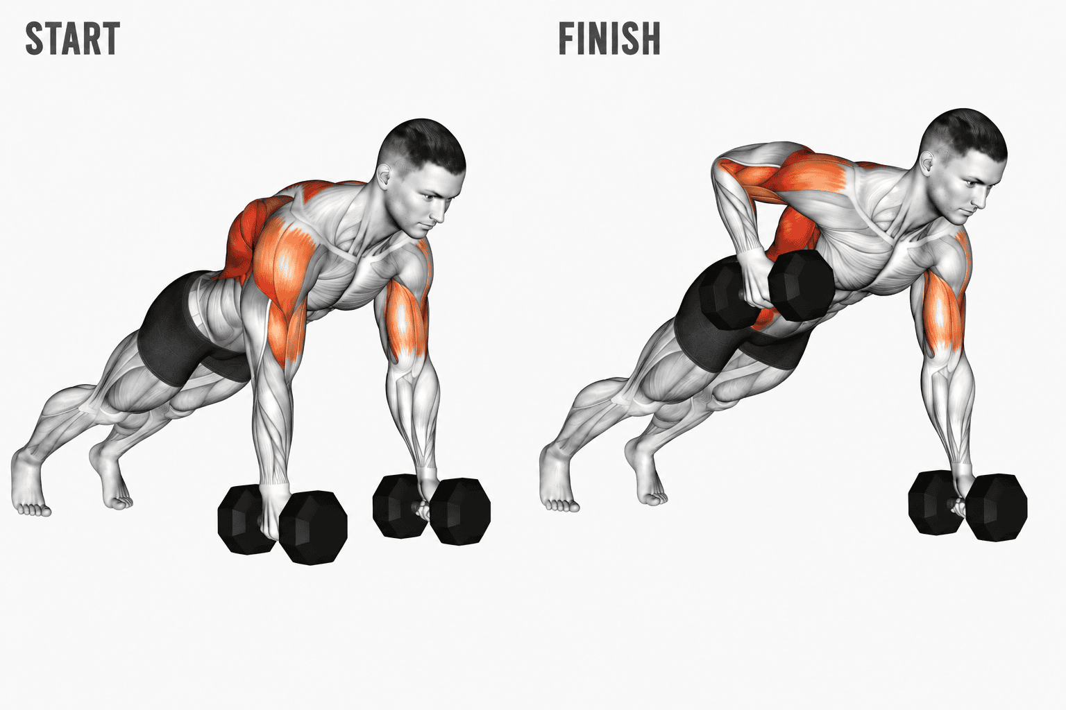An illustration showing a man doing a push-up at the start position and a man doing a dumbbell row at the finish position, with muscles highlighted.
