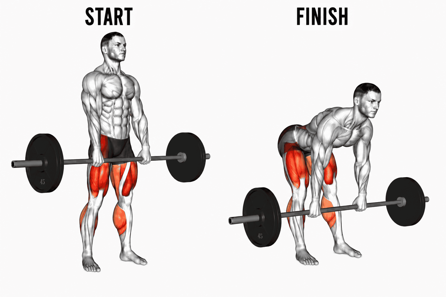 Diagram showing the start and finish positions of a Romanian deadlift exercise, with muscles highlighted in red.