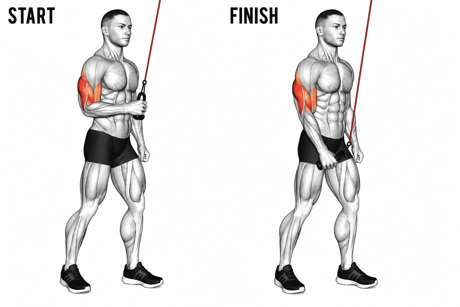 Diagram showing a person performing a single arm banded pushdown, with highlighted arm muscles at start and finish positions.