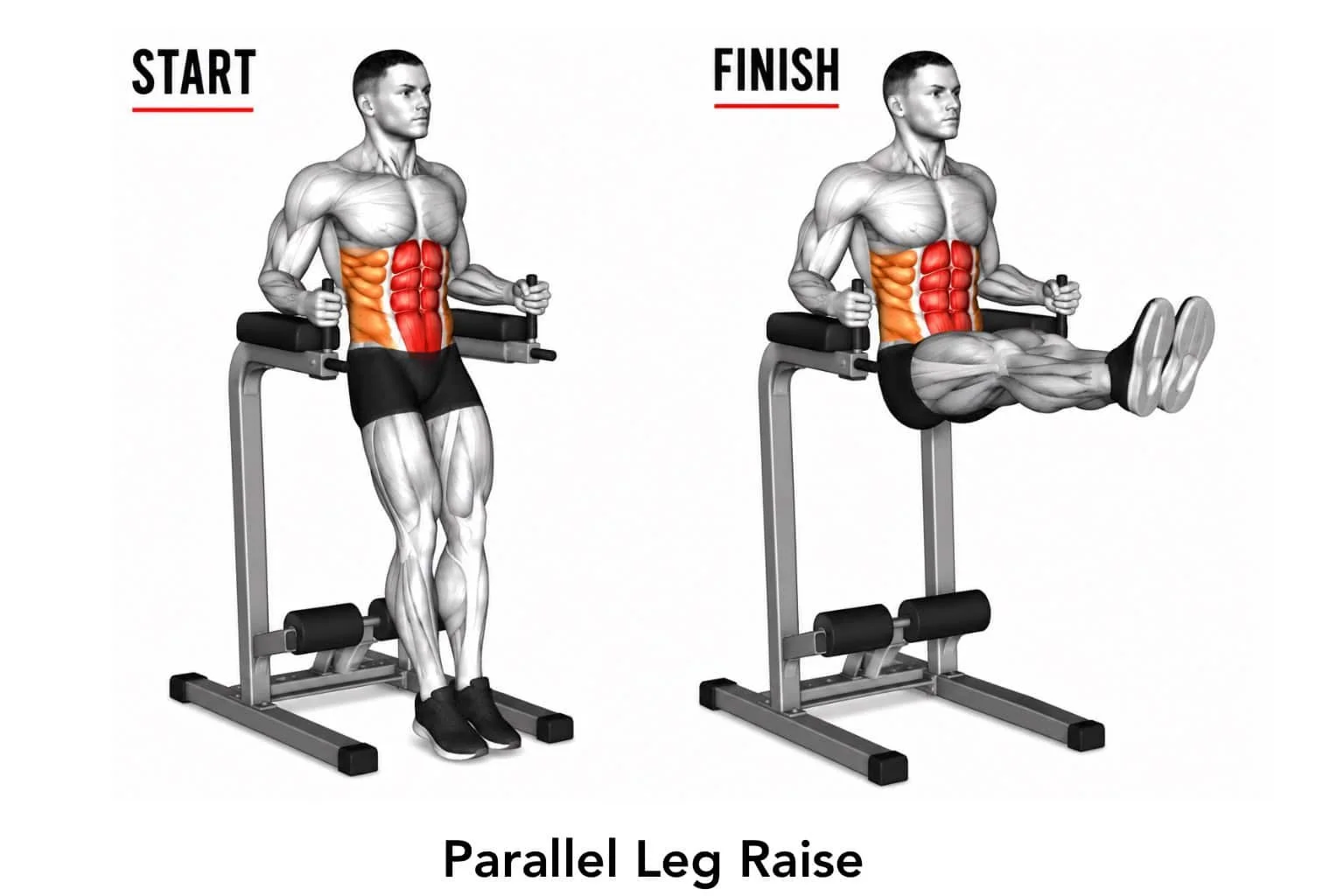 Illustration of a man demonstrating the exercise starting and ending positions for parallel leg raise on a bench, with muscles highlighted in red and orange.