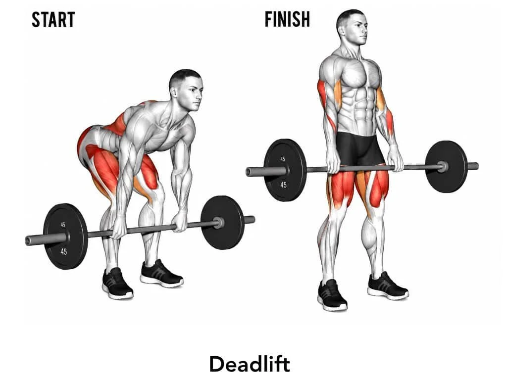 Diagram showing a man performing a deadlift exercise, starting with a barbell on the ground and finishing with the barbell lifted to his waist, highlighting muscle groups used.