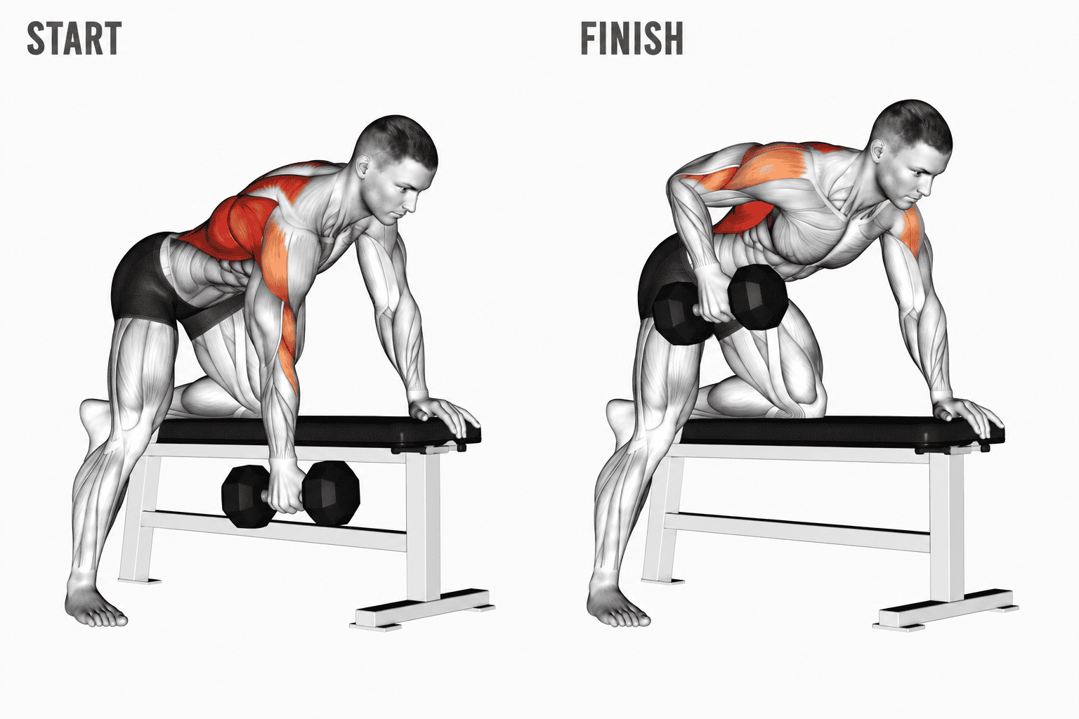 Diagram illustrating a man performing a bent-over dumbbell row, showing starting and finishing positions with muscles highlighted in red and orange.
