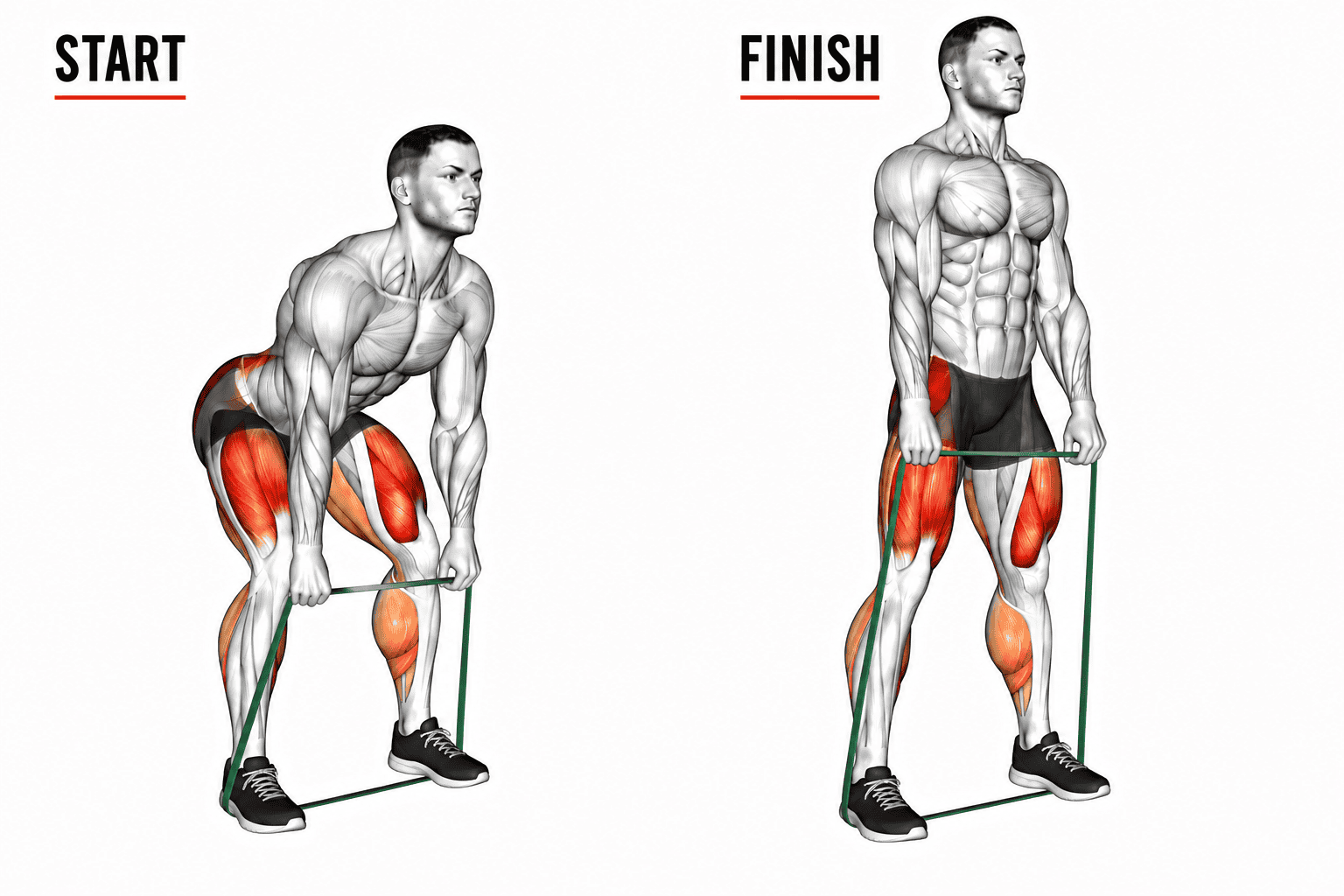 An illustration of a muscular man performing a banded Romanian deadlift, shown in two stages: start and finish. The diagram highlights muscles in the legs and core.