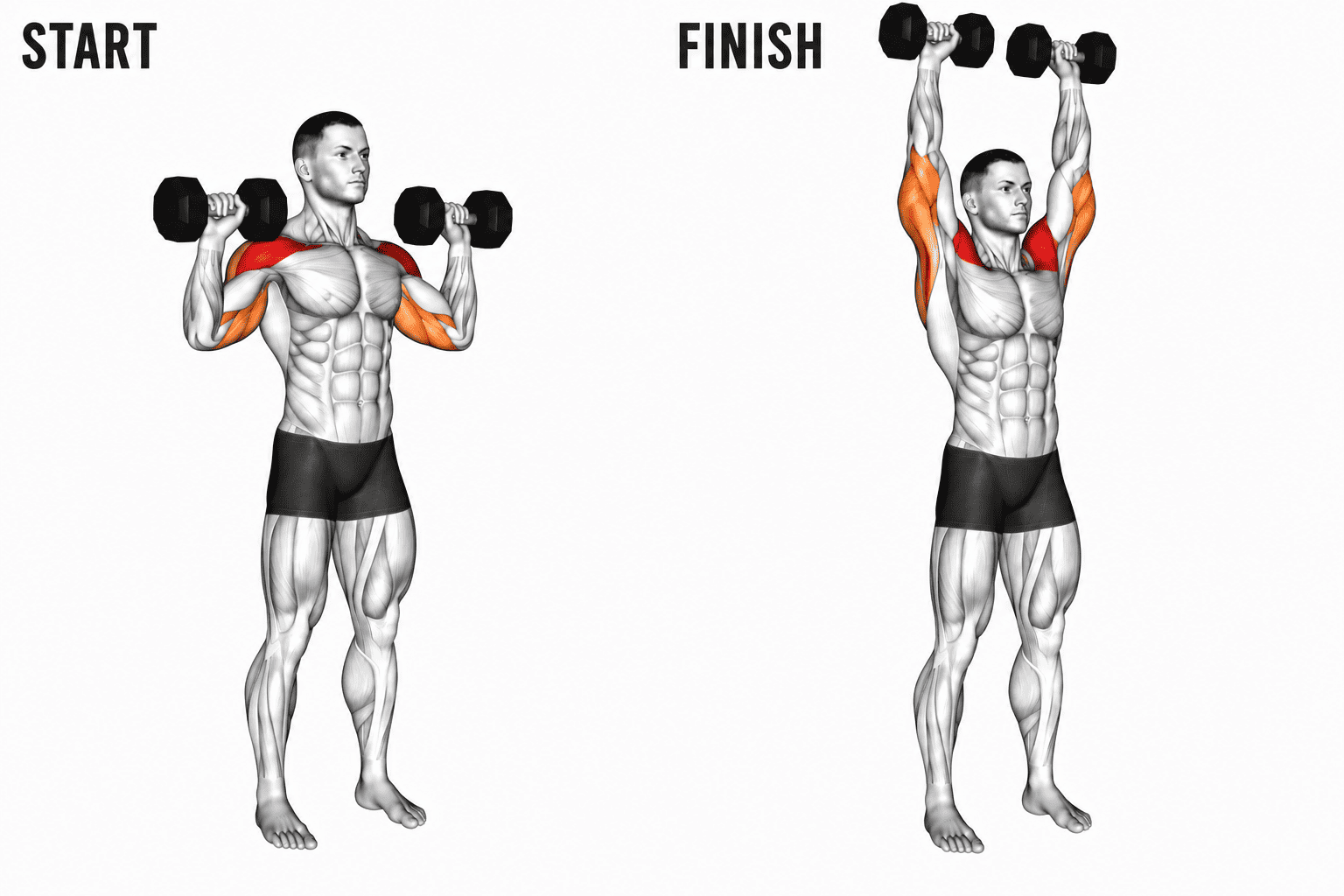 Illustration of a man demonstrating a shoulder press exercise with dumbbells, showing the start position on the left and the finish position with arms extended overhead on the right.