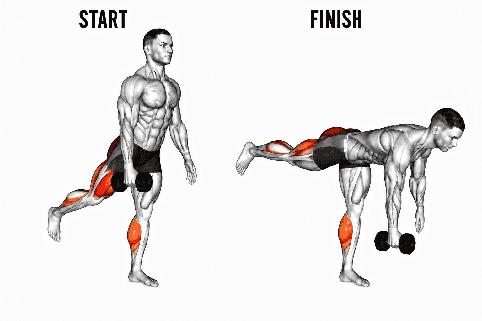 A graphic illustration showing a man performing a single leg Romanian deadlift exercise with parts of his muscles highlighted in orange, extending one leg back and lowering the dumbbells.