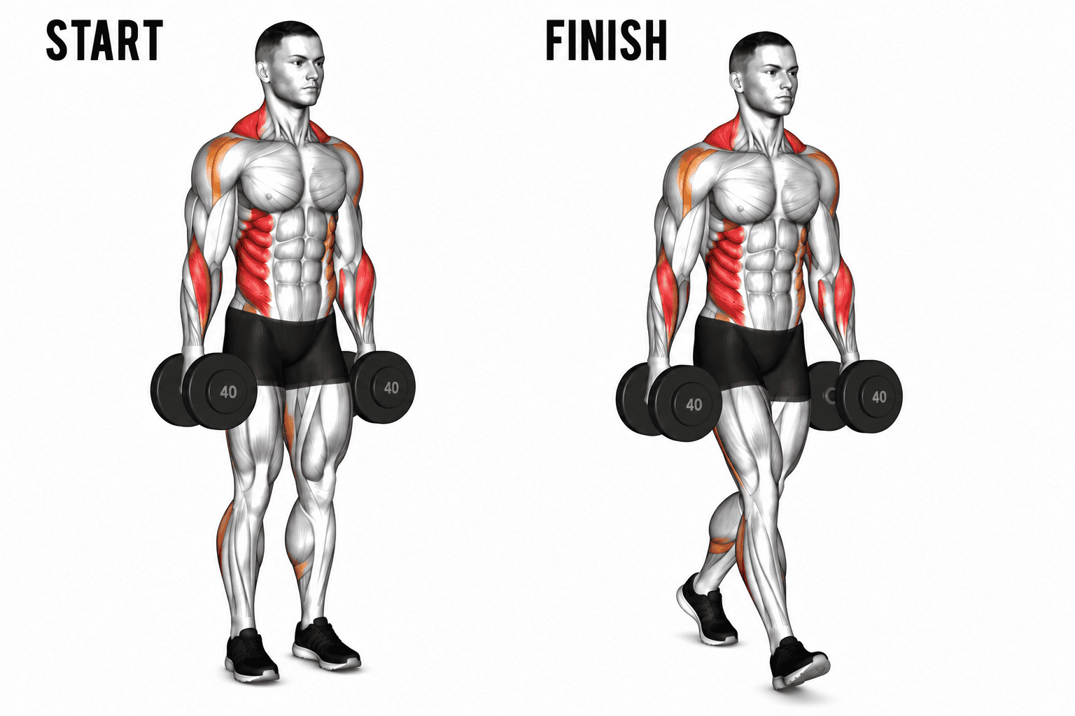 A man doing farmers carry for forearms. The diagram illustrates the workout starting position on the left and the finishing position on the right, with the man's muscles emphasized in red and orange.