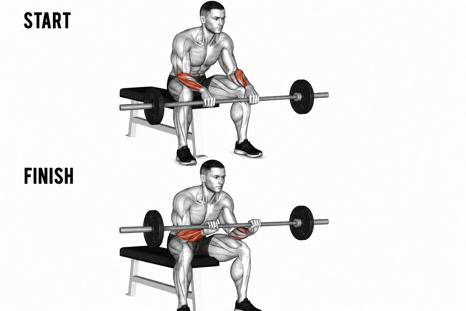 Illustration showing a person performing a barbell reverse grip wrist curl,  with a 'start' position at the top and 'finish' position at the bottom, highlighting muscle engagement in the arms.