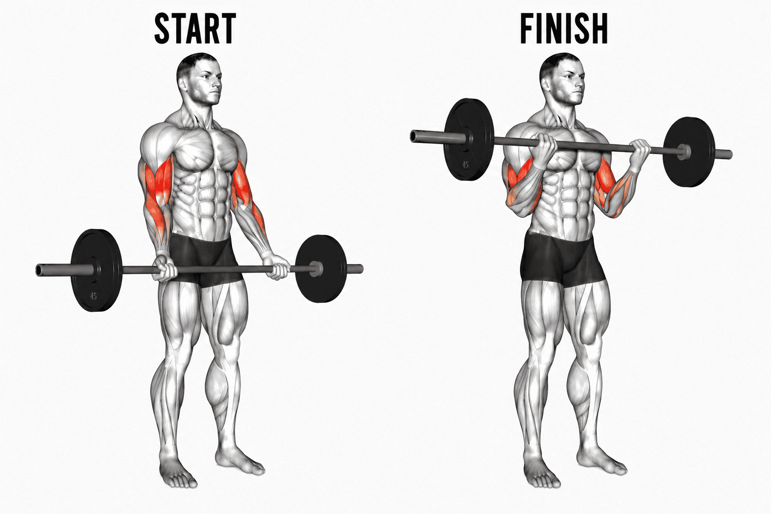 A man performing a barbell curl exercise. Highlighting arm biceps muscles.  showcasing arm muscle engagement during the lift.