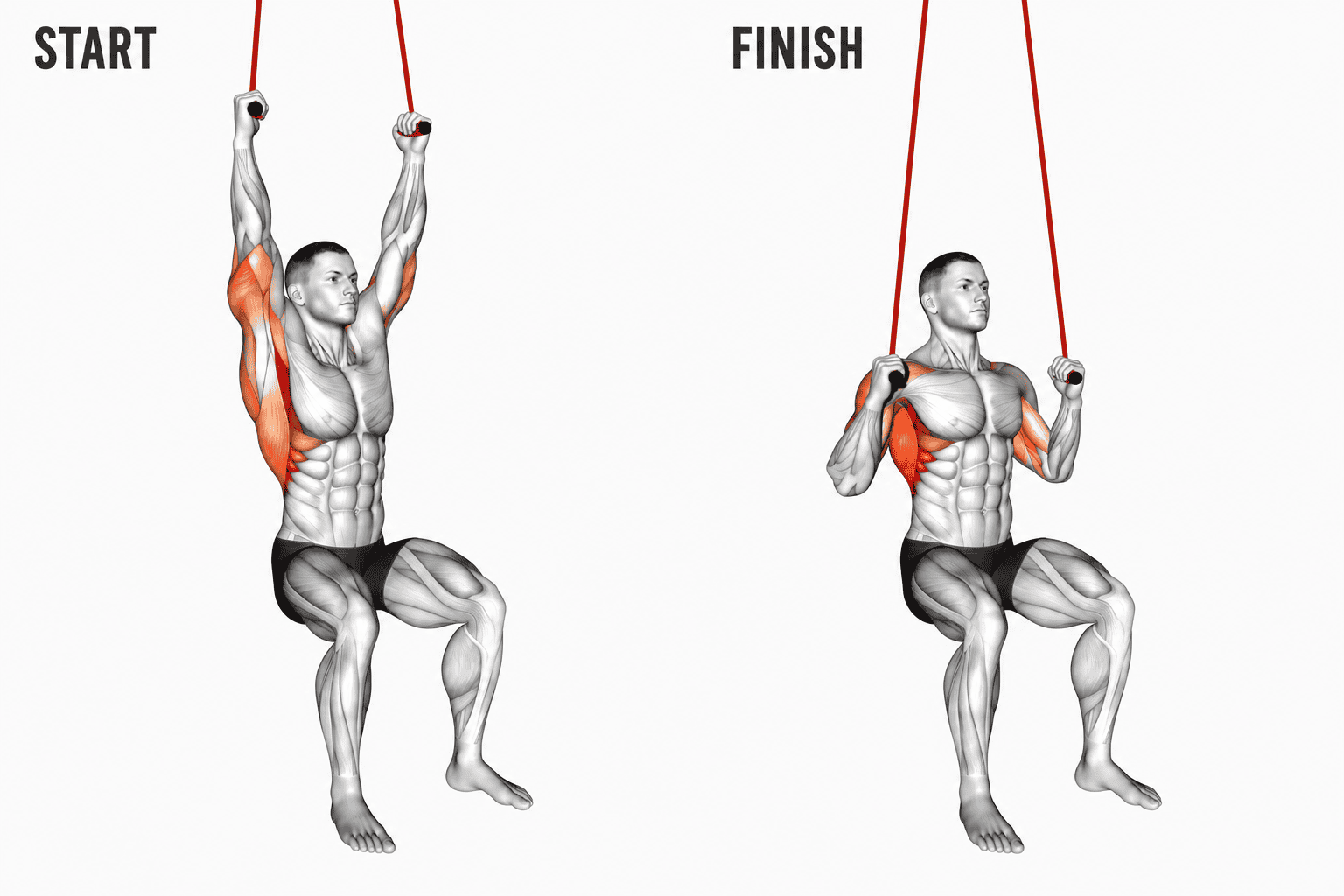 Diagram showing an exercise with a person doing banded pull-down, demonstrating the start and finish positions. The muscles engaged are highlighted in red.