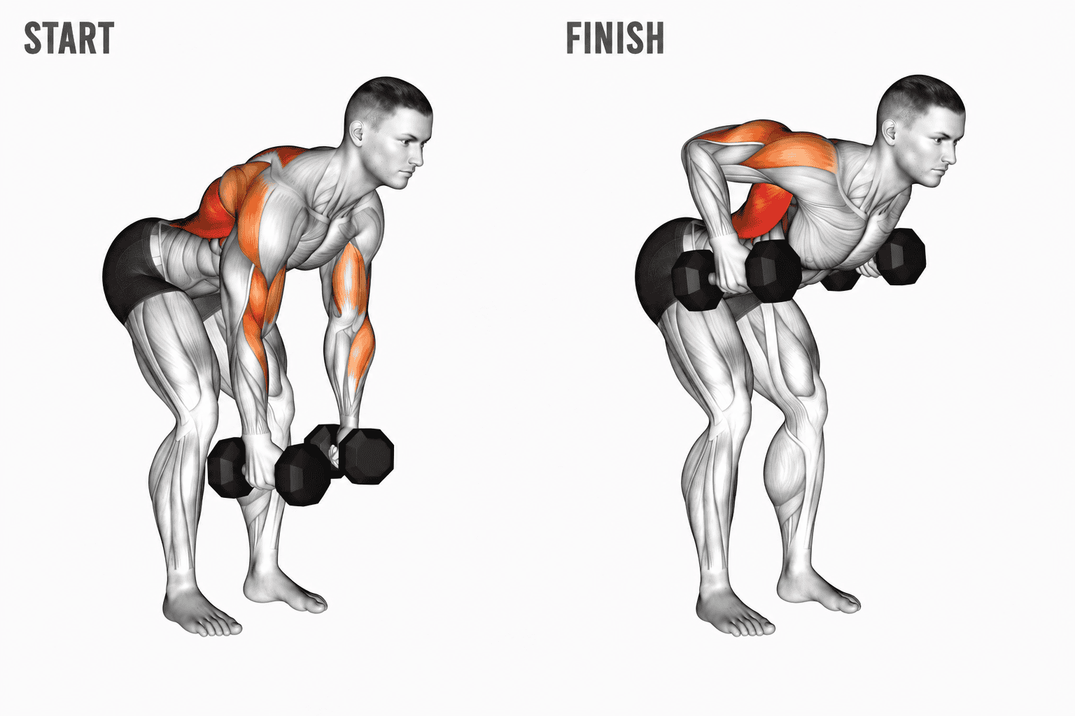 Diagram showing a man performing a bent-over dumbbell exercise, with muscles highlighted in orange and white, starting on the left and finishing on the right.