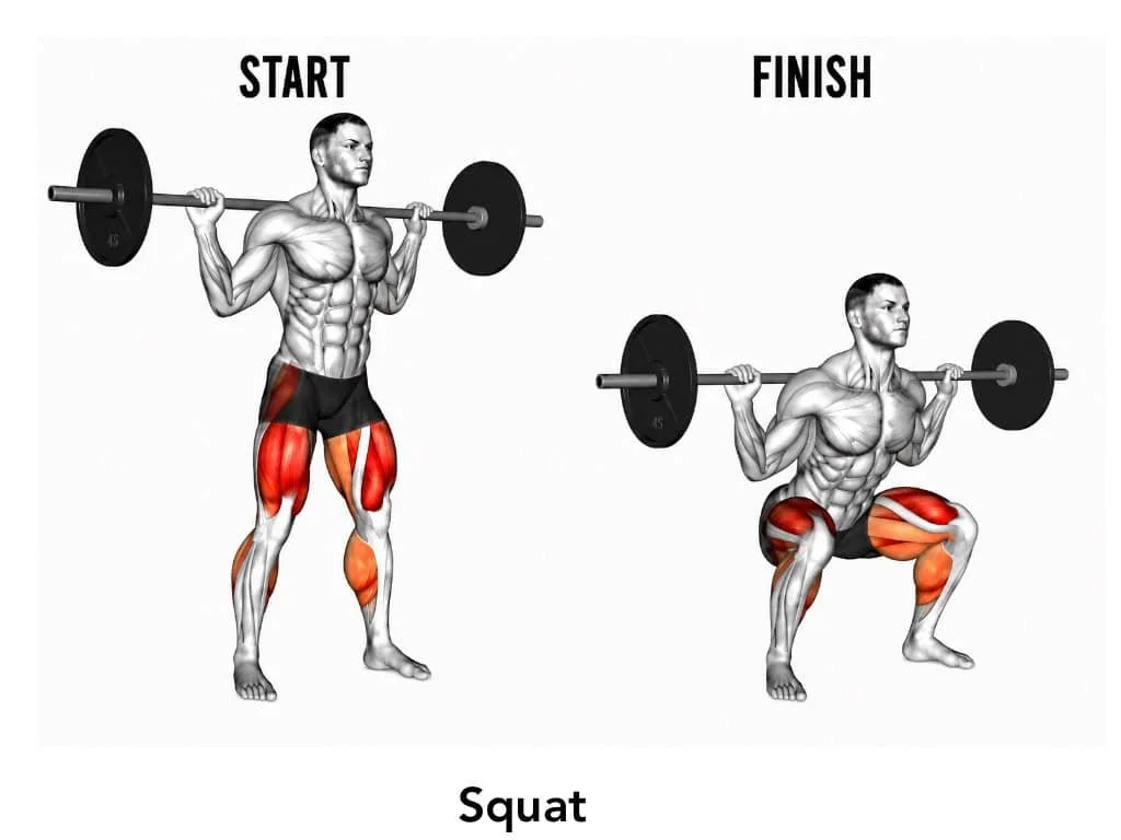 Illustration of a man performing a barbell squat exercise from start to finish, highlighting leg and glute muscles.