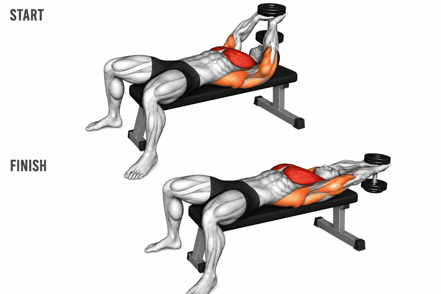Diagram showing a man performing a dumbbell bench press exercise, first in the starting position with the dumbbells above the chest, and then in the finished position with the dumbbells lowered to chest level, highlighting the chest, arm, and shoulder muscles.