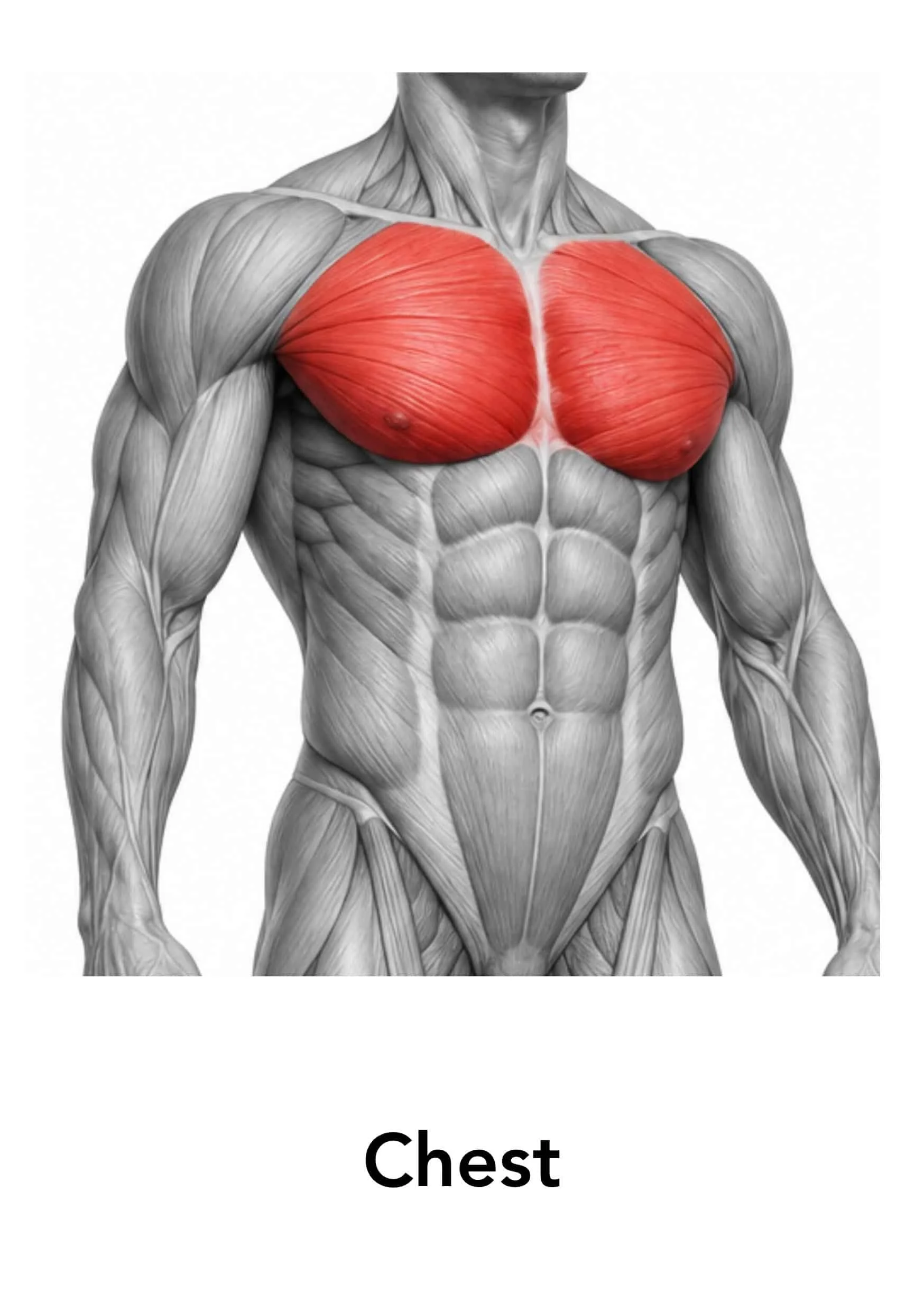 A detailed illustration of the human chest muscles with the chest muscles highlighted in red. The background is gray-scale with muscular and skeletal details.