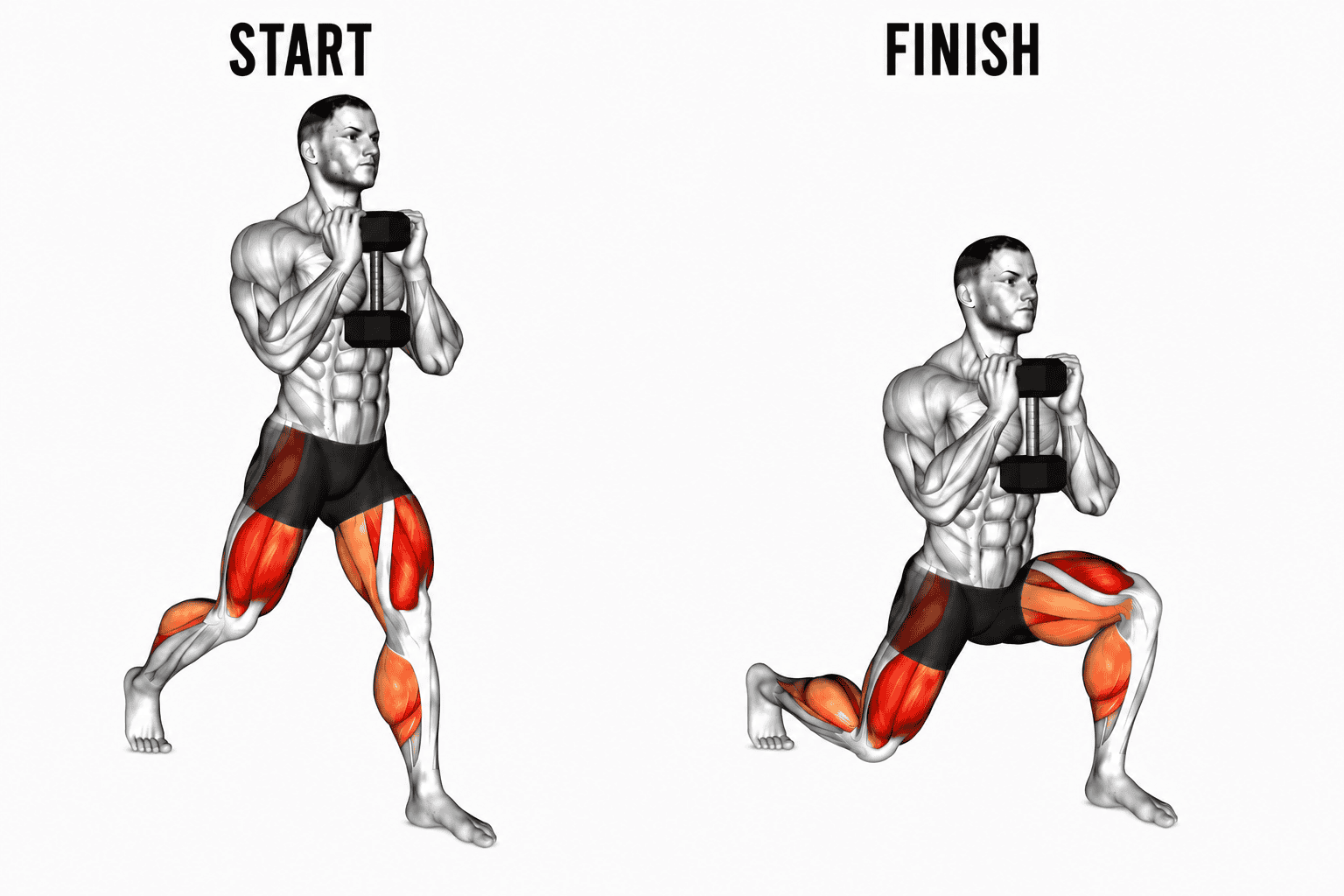Diagram showing a muscular man performing a goblet lunge exercise with weights, illustrating the start and finish positions, with highlighted muscle groups.