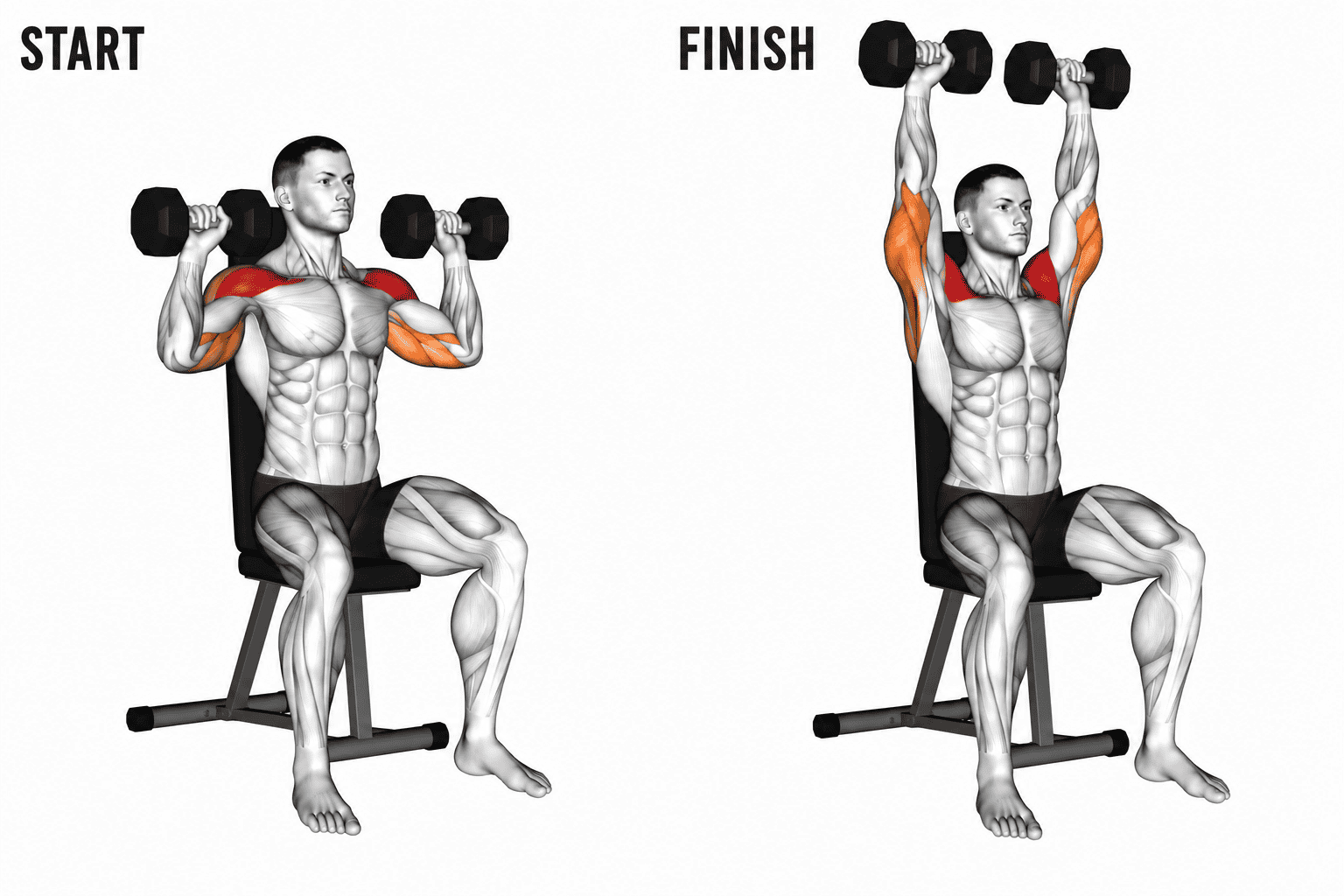 Illustration showing a muscular man performing an overhead dumbbell press exercise, starting with the dumbbells at shoulder level and ending with arms fully extended holding the dumbbells overhead.