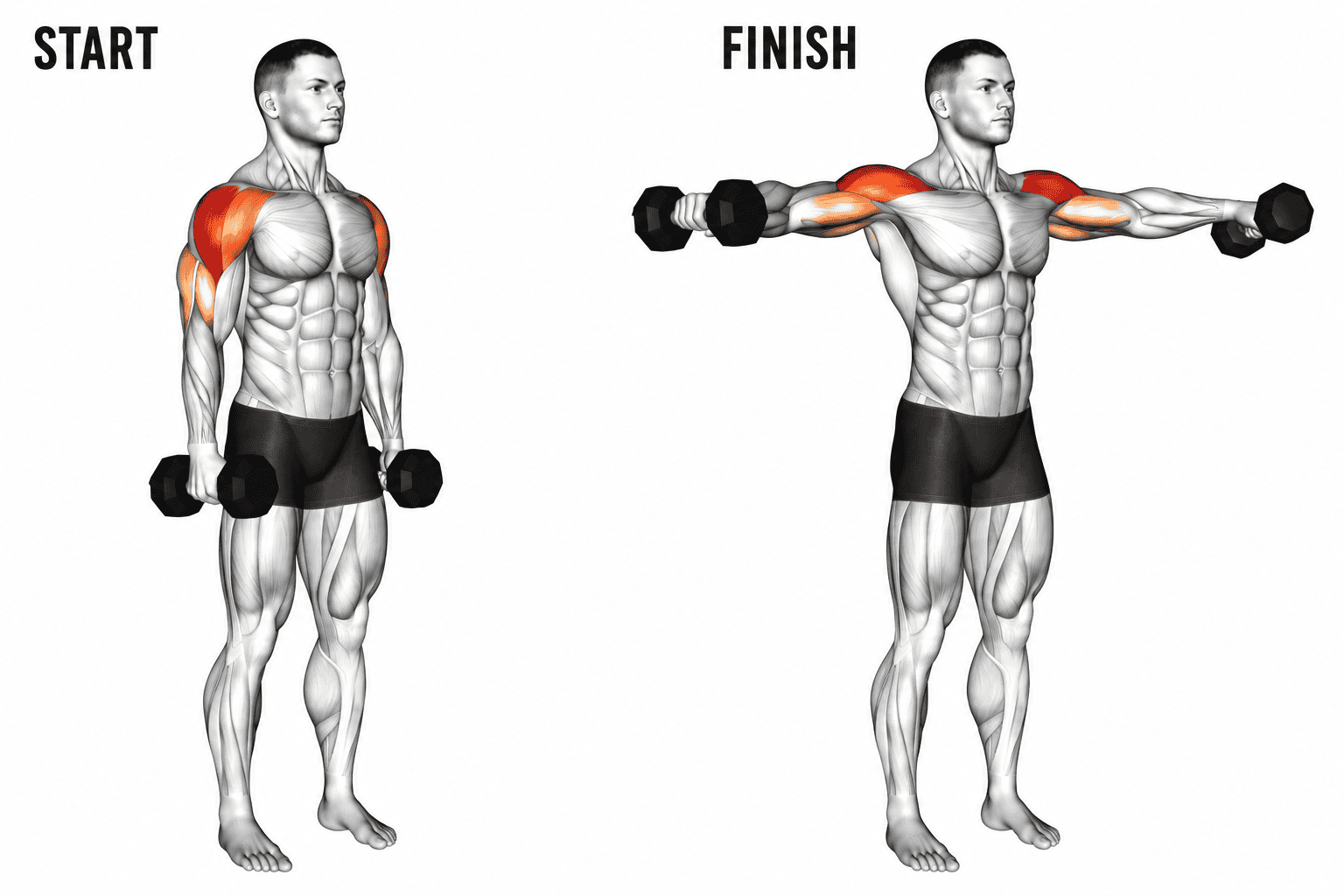 An illustration showing a man performing a dumbbell lateral raises. The left side is labeled "START," with the man standing with arms down. The right side is labeled "FINISH," with the man raising the dumbbells to shoulder level with arms extended.