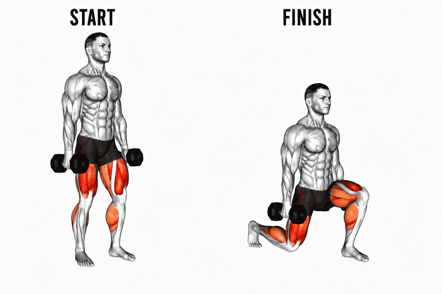 Illustration showing a muscular man performing front lunges with dumbbells, starting standing on the left, and then kneeling on one knee holding dumbbells, finishing on the right. The muscles worked are highlighted in red.