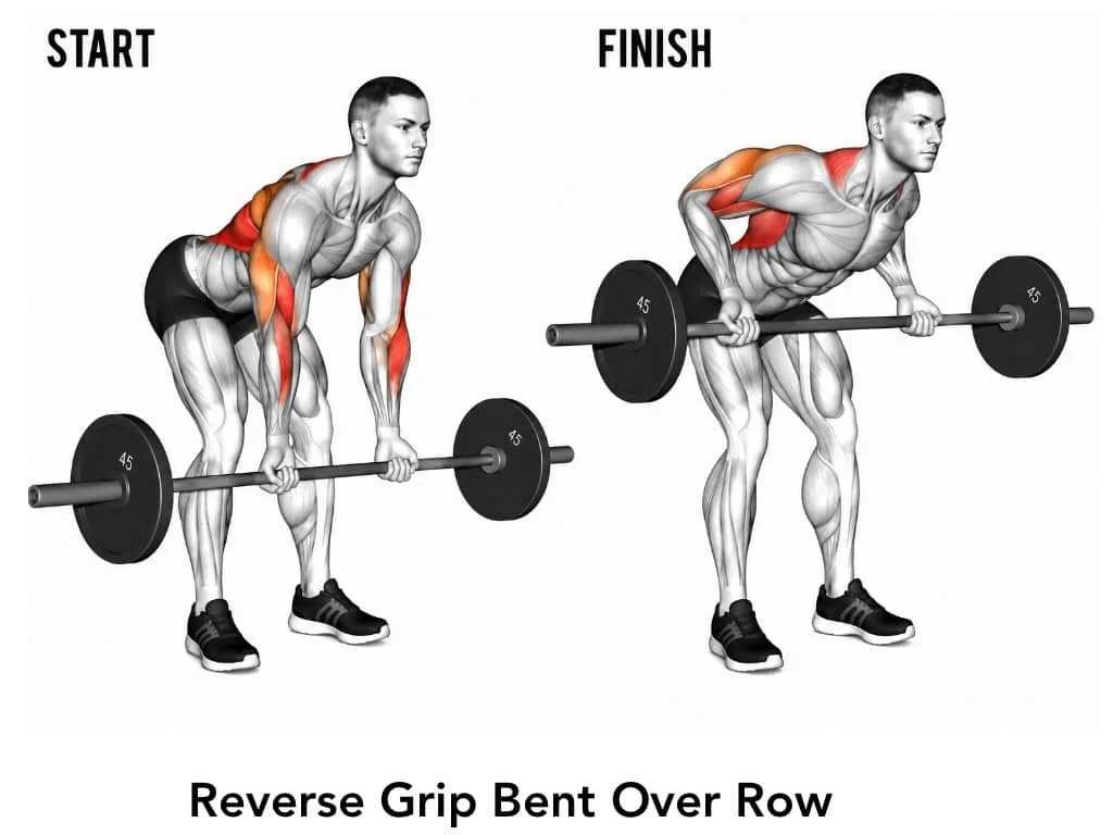 Illustration of a man doing a reverse grip bent-over row exercise from start to finish, highlighting the muscle engagement in the arms, back, and shoulders.