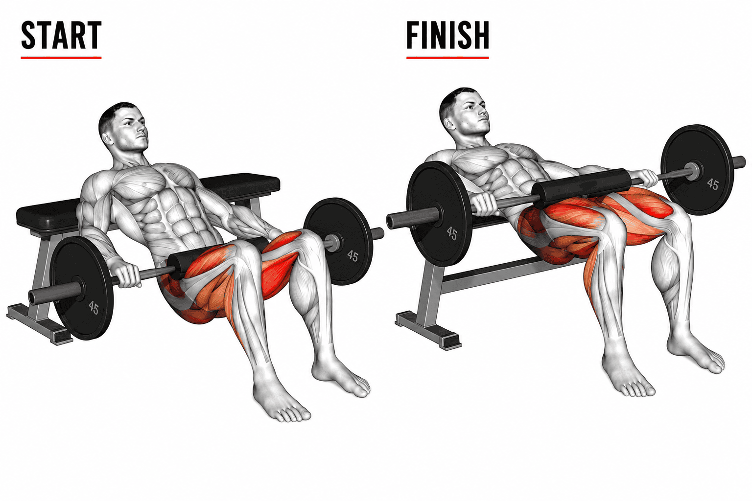 Comparison of a man doing a barbell hip thrust,  starting position and finishing position, showing muscle groups engaged in each phase.