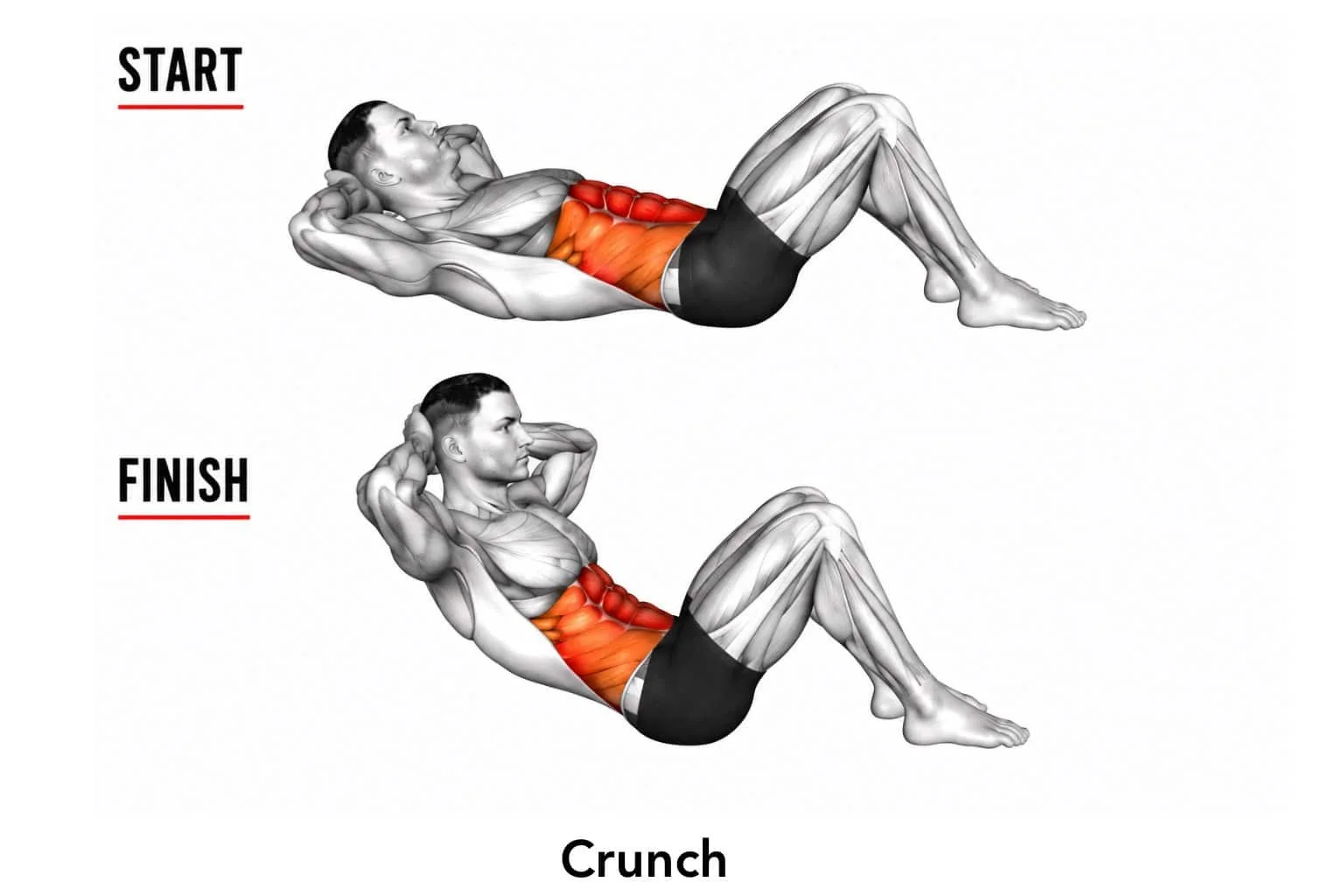 Diagram showing a person performing a crunch exercise, starting on the floor with hands behind the head and lifting the upper body, with muscles highlighted around the abdomen.