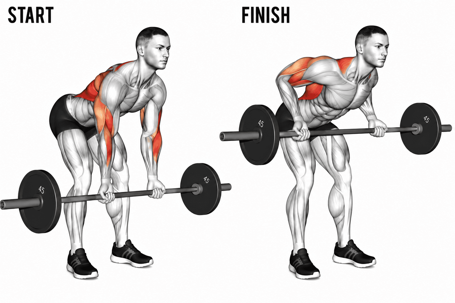 An illustration demonstrating the proper technique for a barbell reverse grip bent-over row, showing a person starting with the barbell on the ground and then lifting it to a standing position with bent knees and a straight back.