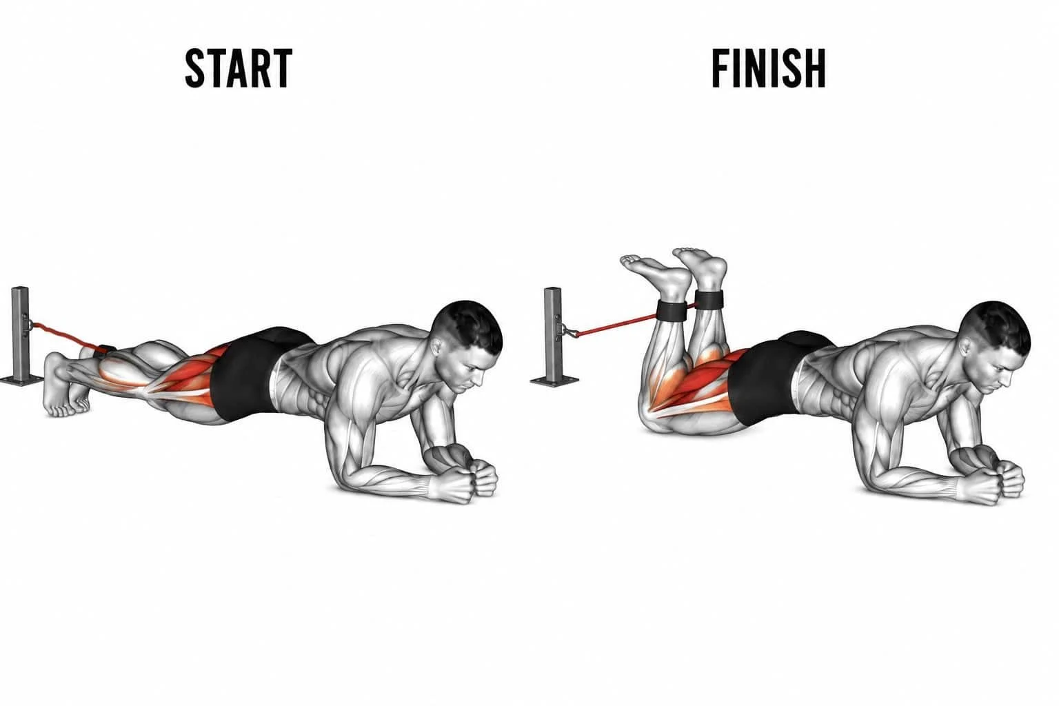 Diagram showing a man doing a resistance banded leg curl, starting in a plank position with a band around his hips and finishing in a lying position with the band around his ankles, targeting back and leg muscles.