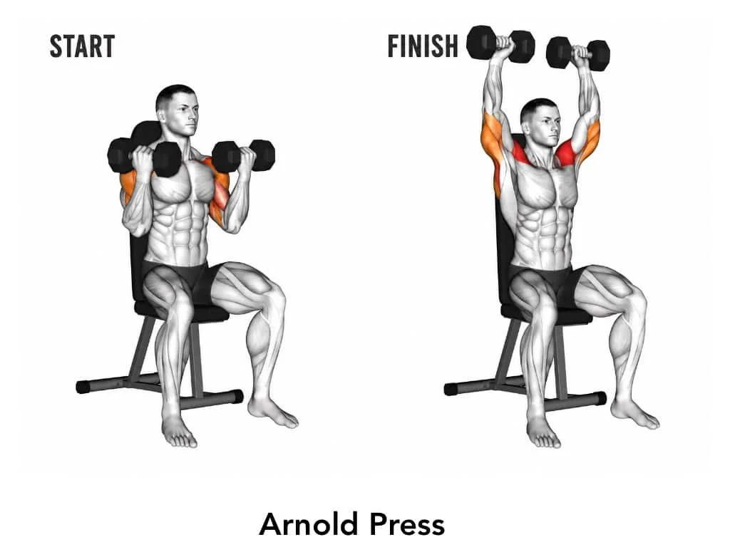 Illustration of a man performing an Arnold press, starting with weights at chest and finishing with arms raised overhead, highlighting muscle engagement in the shoulders and arms.