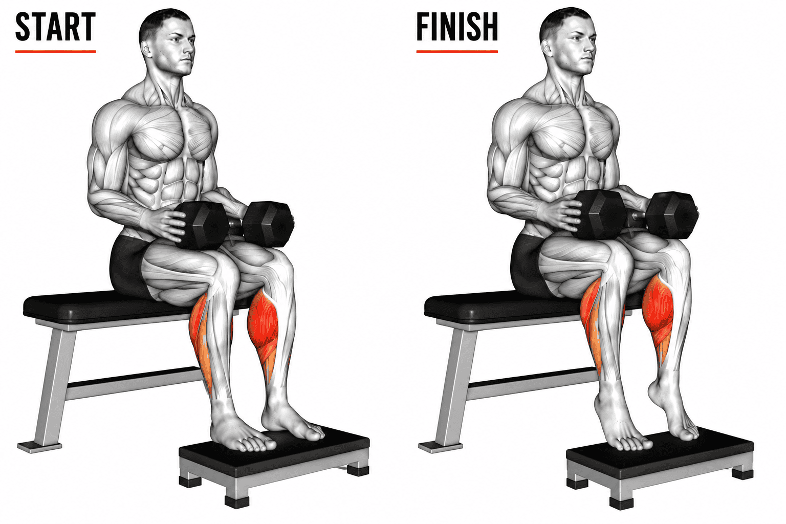 Diagram showing a muscular man performing seated dumbbell calf raises, with muscular anatomy highlighted, illustrating the start and finish positions of a seated exercise, focusing on the calves in red.