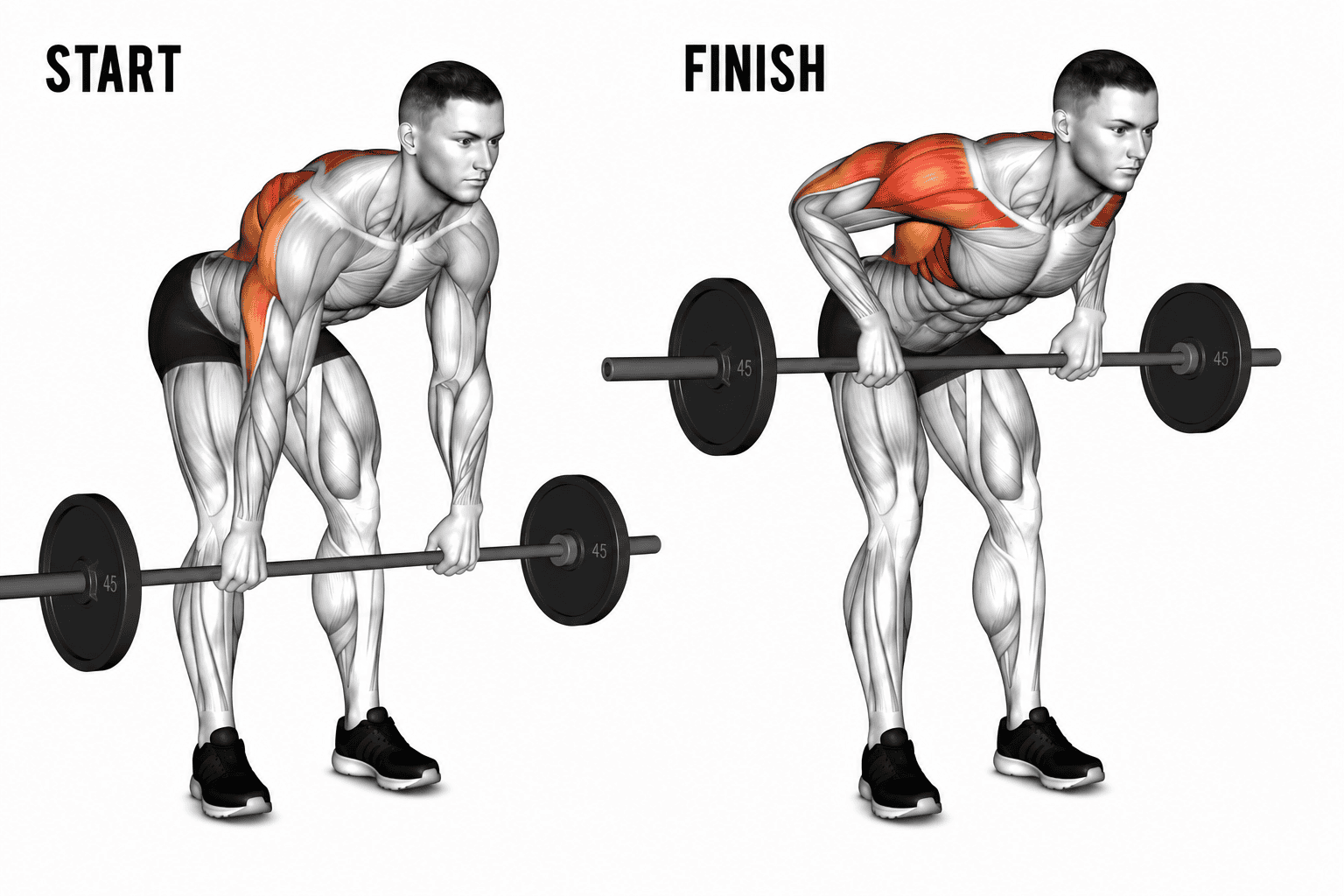 Illustration demonstrating the starting and finishing positions of a barbell bent-over row, highlighting the muscles engaged in the partial lift.