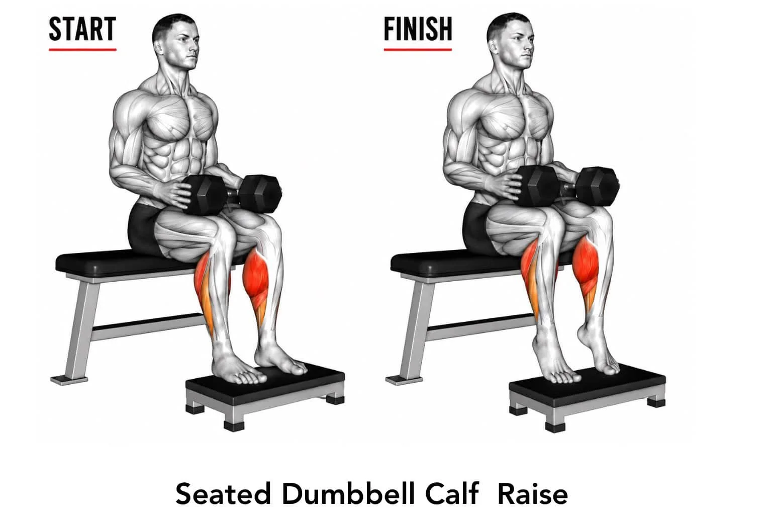 Diagram of a person performing seated dumbbell calf raise exercise, showing start and finish positions. The individual is seated on a bench, holding dumbbells, with highlighted calf muscles in red and orange.