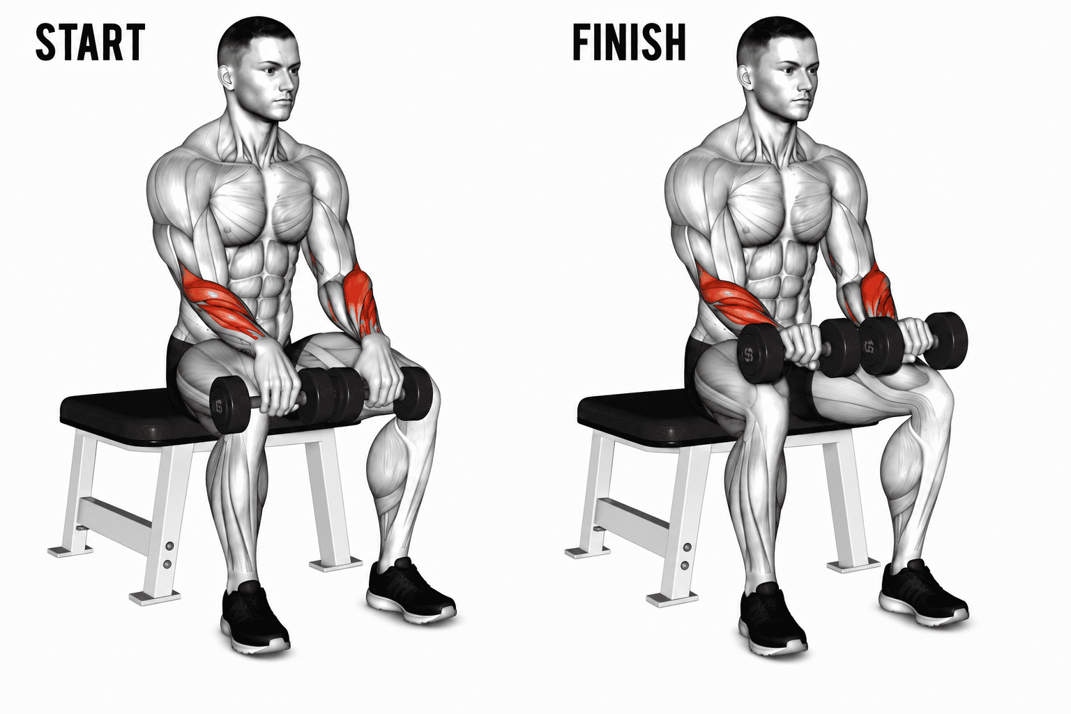 Diagram of a man on a bench performing seated reverse grip curls,  showing starting position on the left and finishing position on the right, muscles in the arms highlighted in red.