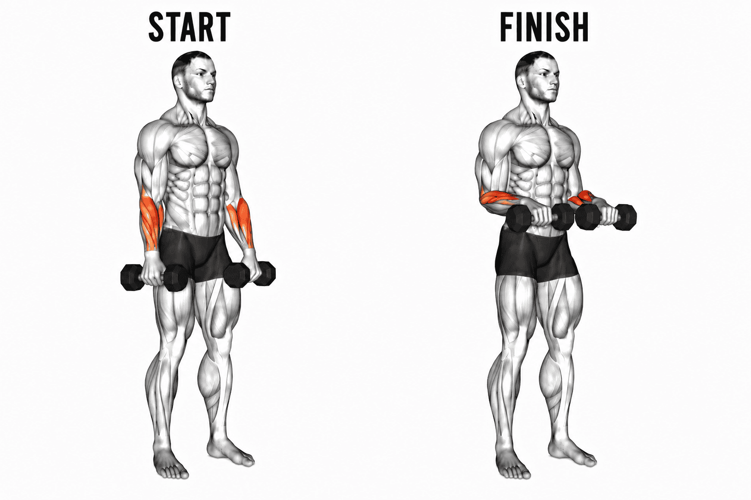 Illustration showing a man performing reverse grip curls, starting position on the left labeled "START" and finishing position on the right labeled "FINISH". Highlighted muscles in orange include the forearm and upper arm muscles.