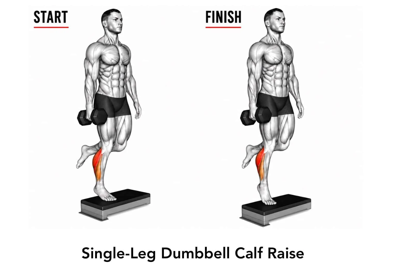Diagram showing the start and finish positions of a single-leg dumbbell calf raise, with muscles highlighted in red.