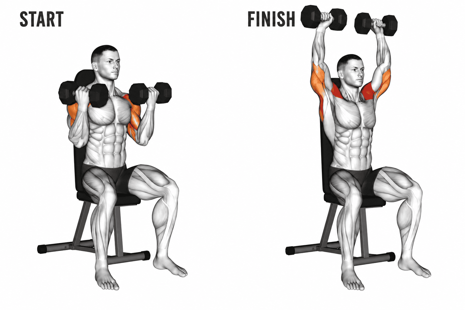 Diagram showing a person performing a seated Arnold press press exercise, starting with dumbbells at shoulder height and finishing with arms extended overhead, seated on a chair with a backrest.