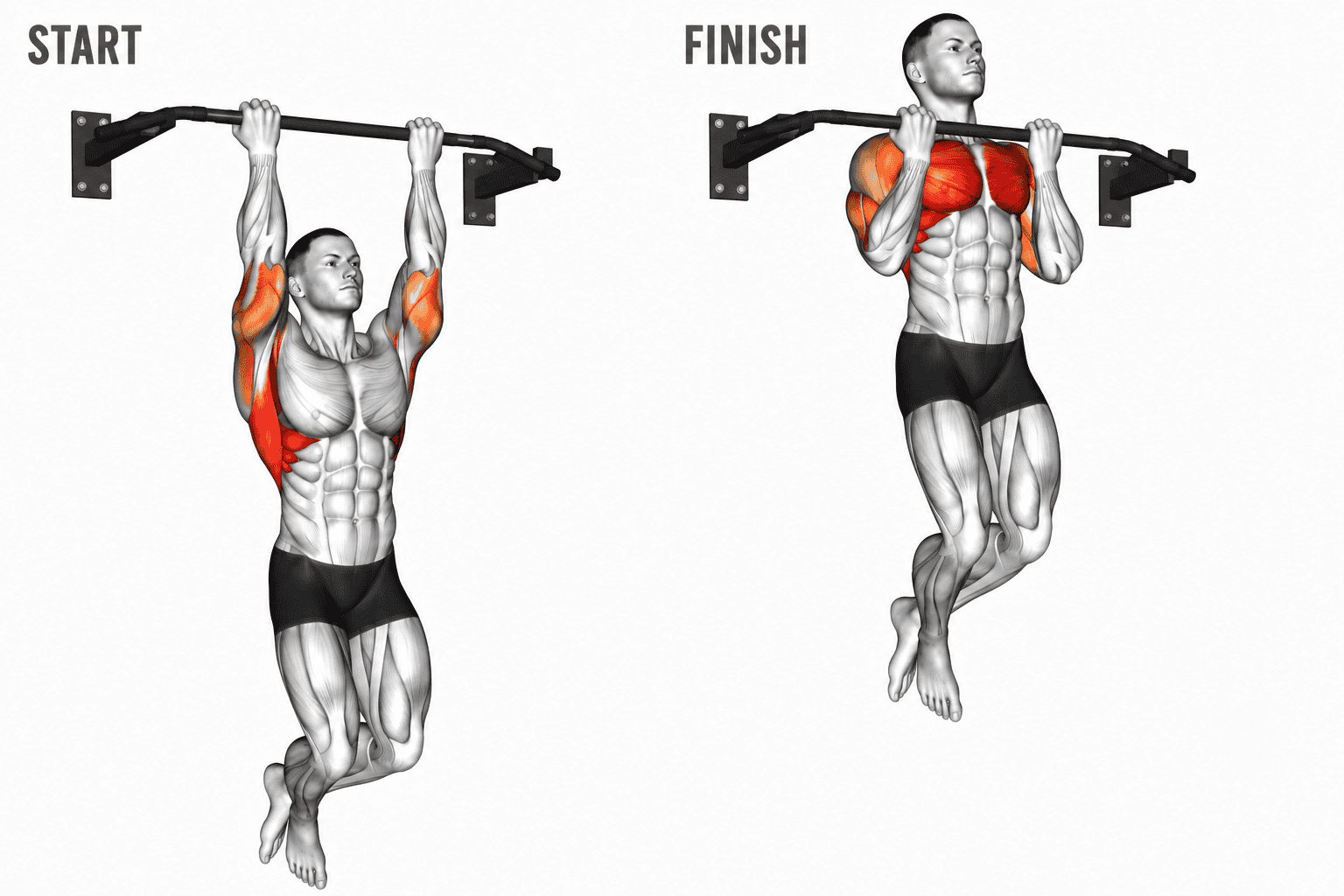 An illustration showing a man performing a pull-up exercise on a horizontal bar. The image has two parts: the left part labeled 'START' depicting the starting position with the arms extended and body hanging, and the right part labeled 'FINISH' showing the man pulling up with muscles in the arms, shoulders, chest, and back highlighted in red and orange, illustrating muscle engagement.