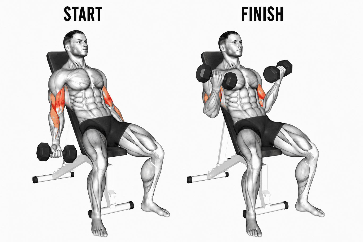 Illustration of a muscular man performing seated dumbbell curls in two stages: starting position on the left and finishing position on the right. The muscles highlighted in red include the biceps brachii.
