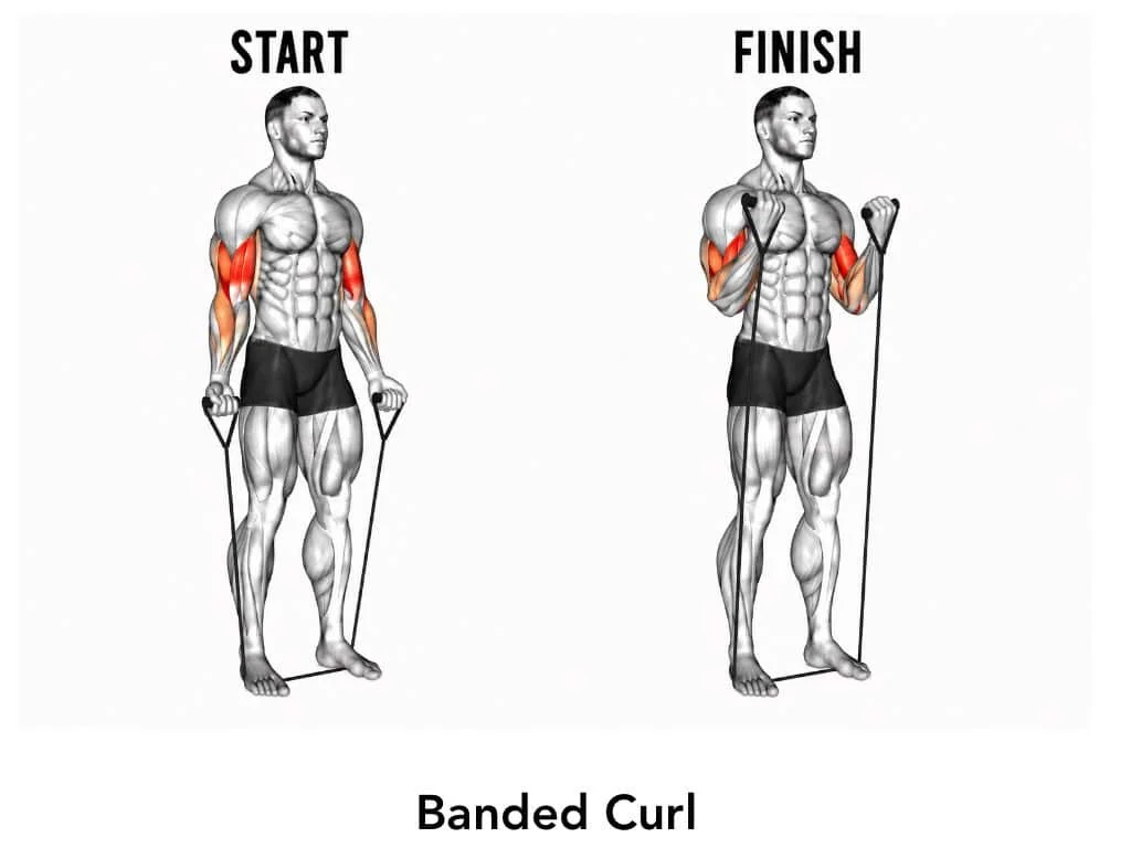 Diagram showing a person performing a banded curl exercise, with a start position on the left and a finish position on the right, emphasizing muscle engagement during the curl.