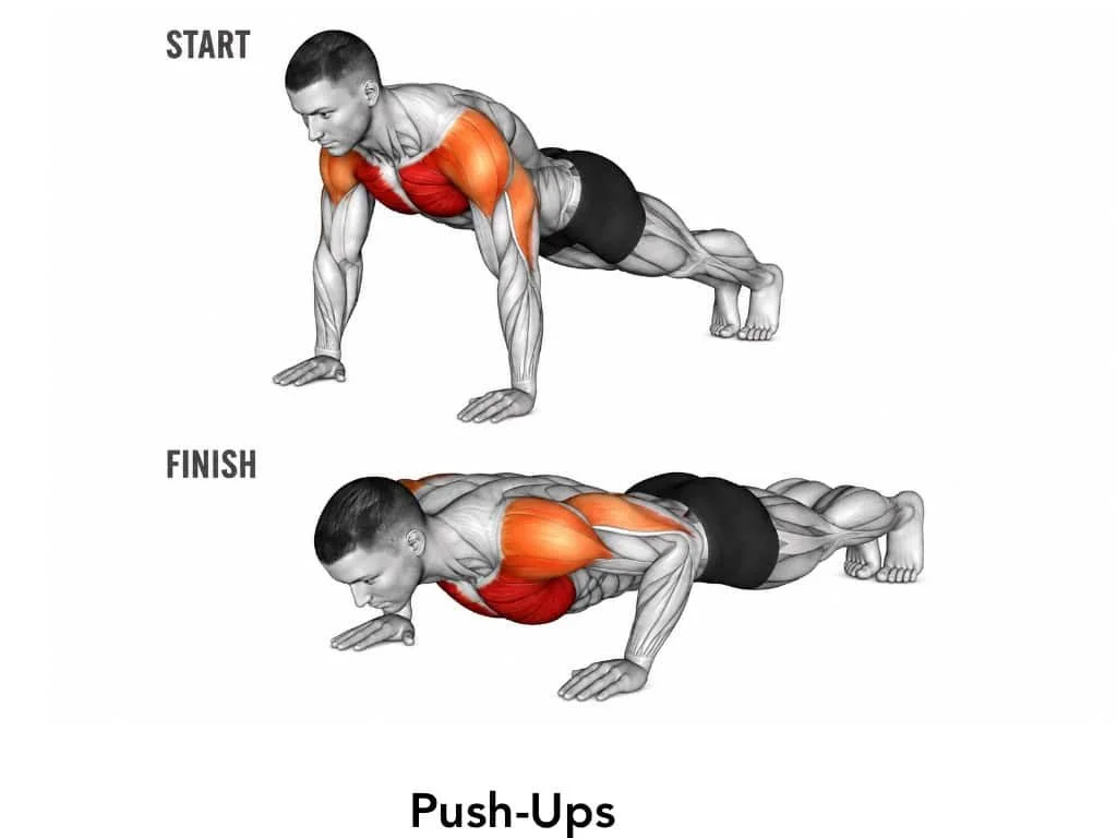 Illustration of a man doing a push-up, showing the starting and finishing positions with muscles highlighted.