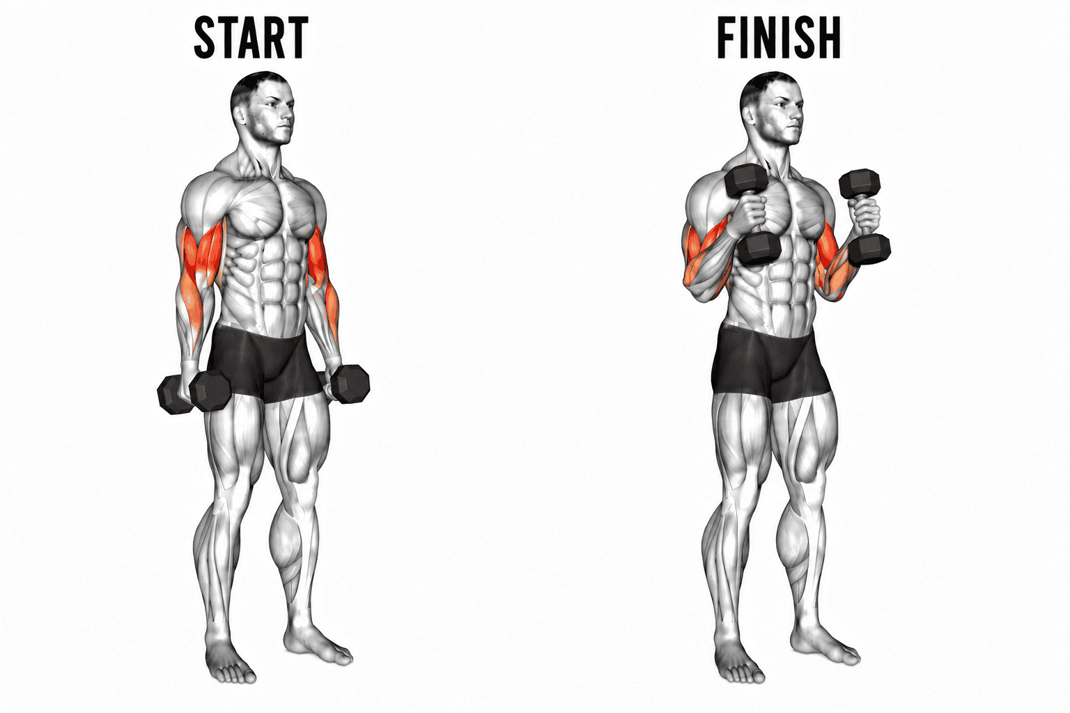 Illustration demonstrating a bicep hammer curl exercise. The image is divided into two parts labeled 'Start' on the left and 'Finish' on the right, with the man flexing his biceps to show the muscles worked during the exercise.