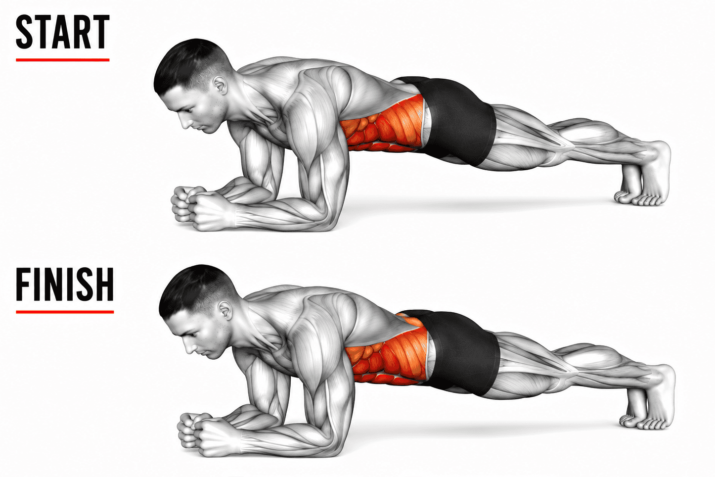 Diagram showing the start and finish positions of a plank exercise, highlighting muscles in the abdominal region.