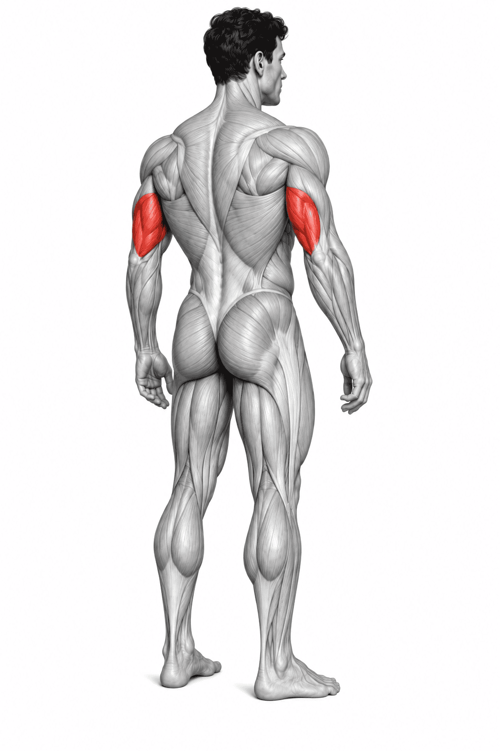 Back view of a muscular human figure with the right and left biceps highlighted in red.