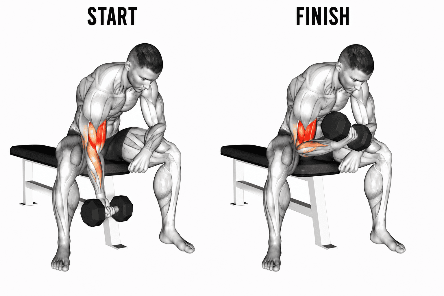 A muscular man performs a concentration curl exercise using dumbbells on a workout bench. The image compares the start position on the left and the finish position on the right, with the muscles highlighted in red.