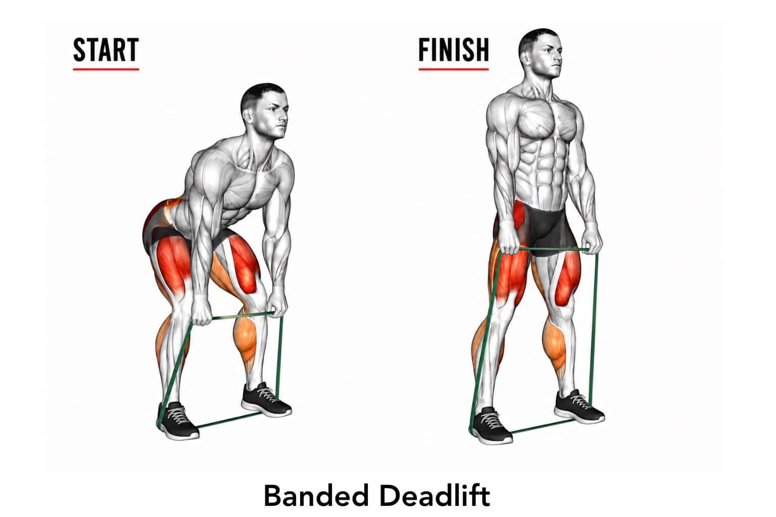 Diagram of a man performing a banded deadlift exercise, showing starting and finishing positions with muscles highlighted.