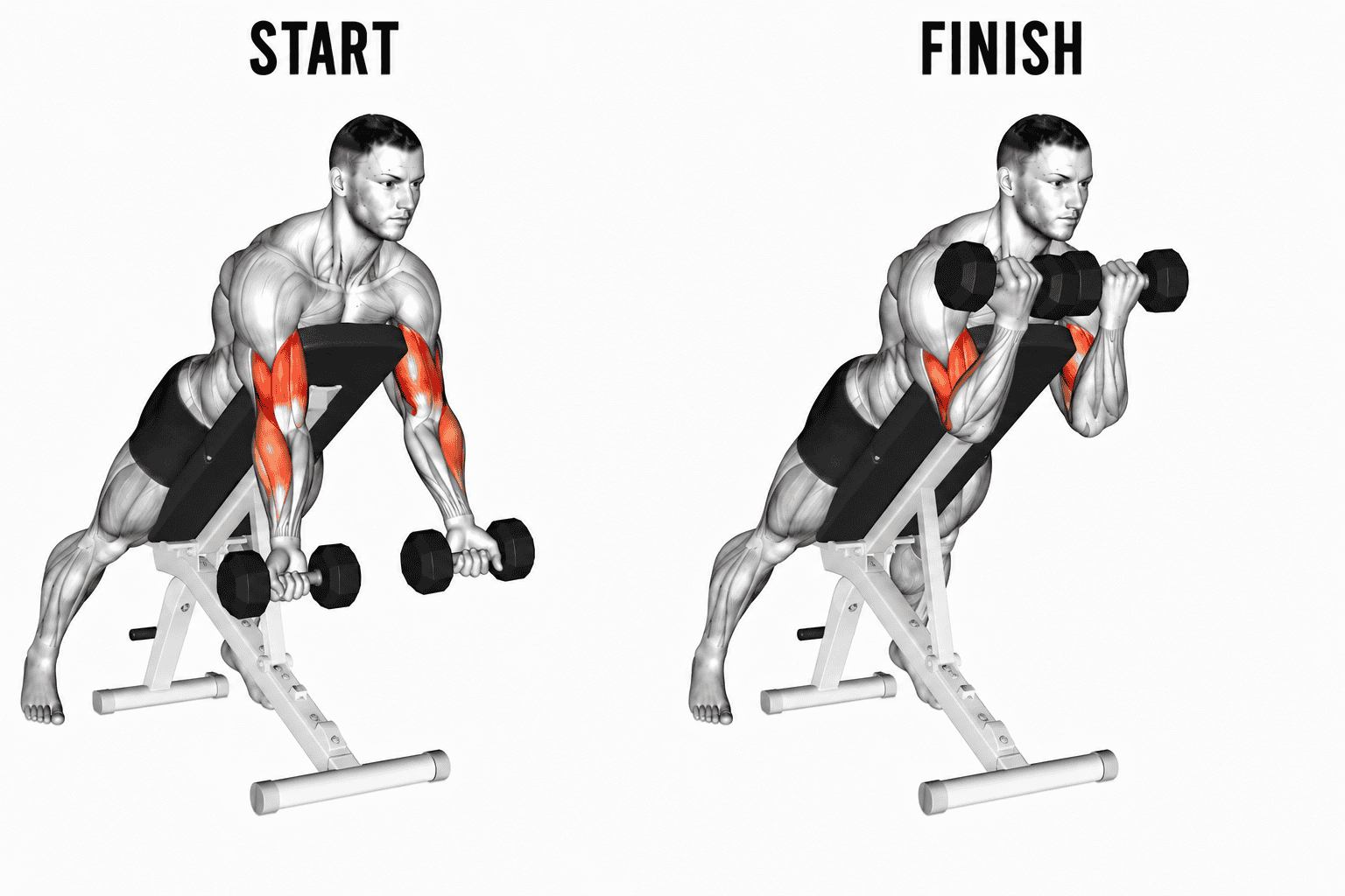 A muscular man demonstrates prone incline curl, starting with the dumbbells at thigh level and ending with the dumbbells raised up to shoulder level, on a black workout bench. Red highlighted muscle groups include the biceps, forearms, and shoulders.