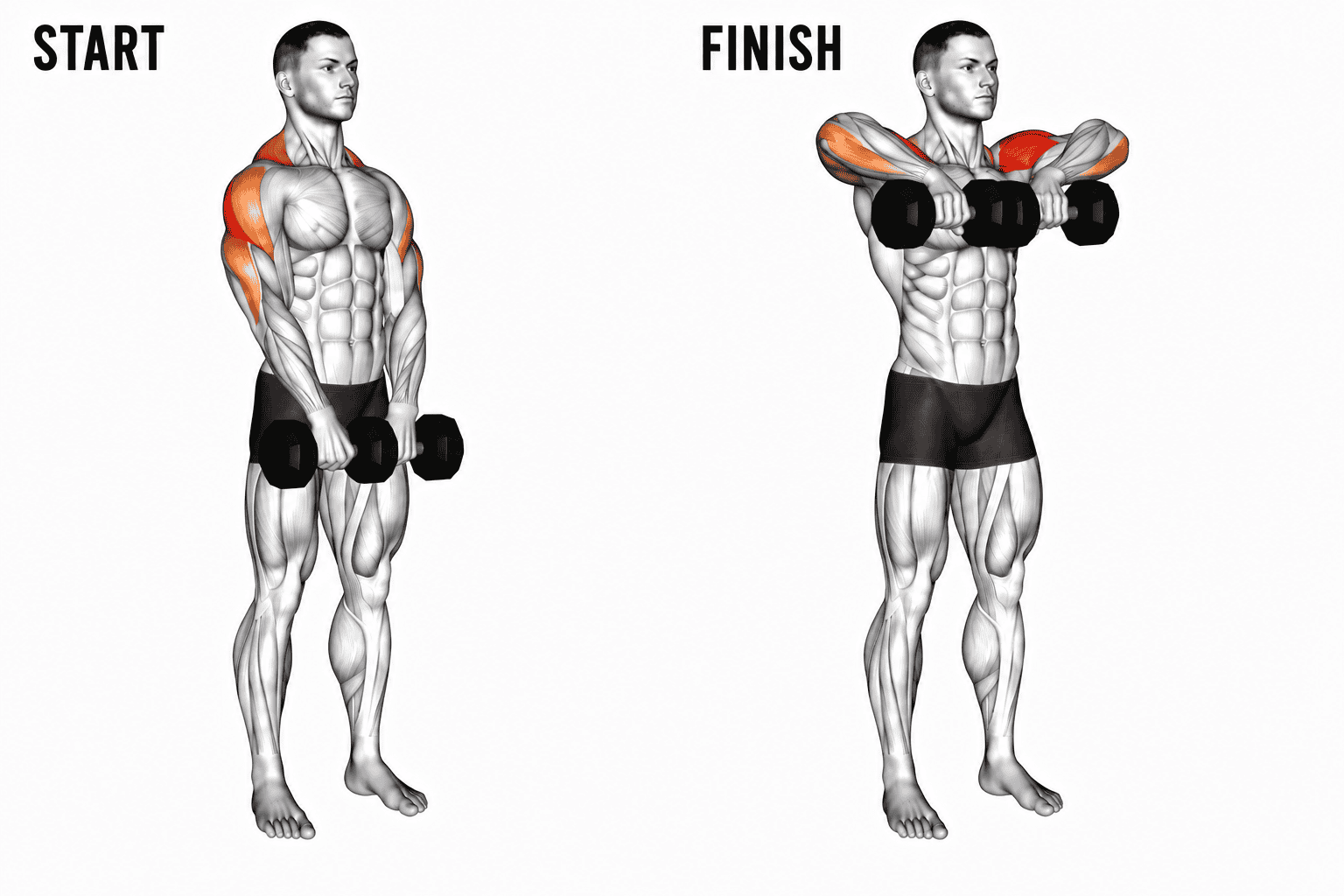 An illustration showing the start and finish positions for upright row. The start position shows a person with arms down and holding dumbbells, while the finish position shows the person with arms bent and dumbbells lifted to shoulder level.