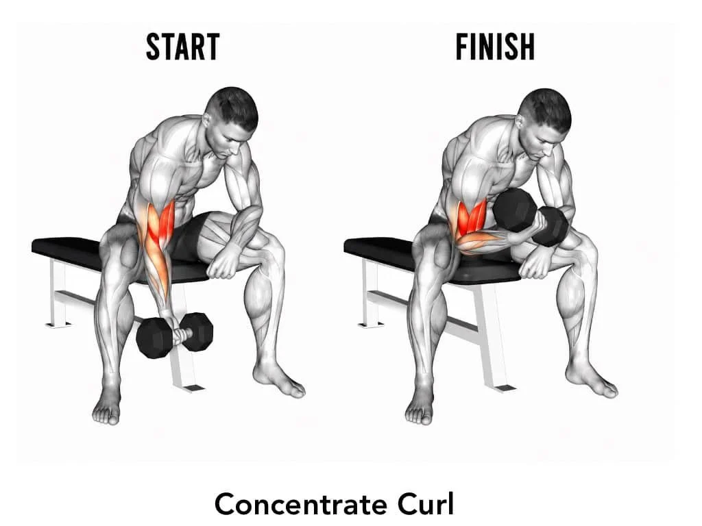 A person performs a concentration curl exercise with dumbbells, starting from a seated position with the arm extended and ending with the arm bent and palm facing up, highlighting the biceps muscles.